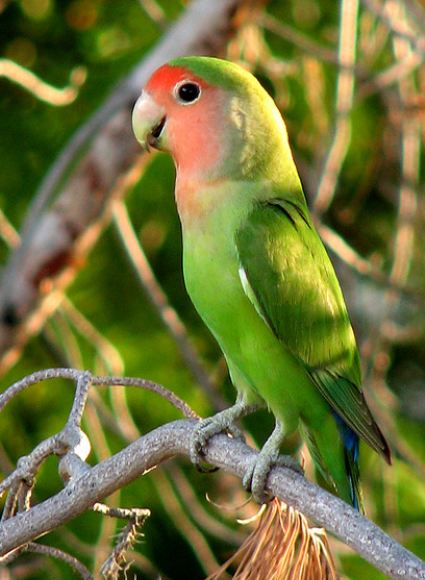 Lovebird in the sun